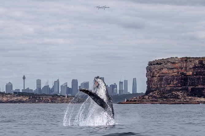 Whale Watching Boat Trip in Sydney - Key points before you go