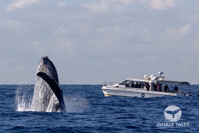 Whale Watching Boat Trip in Sydney - Darling Harbour to open water: how the trip really feels