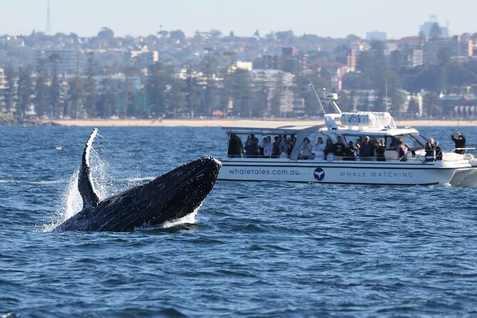 Whale Watching Boat Trip in Sydney - Harbour Bridge and Opera House viewing: the payoff before the whale search