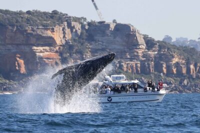 Whale Watching Boat Trip in Sydney - Price and value: what you’re paying for at $99.70
