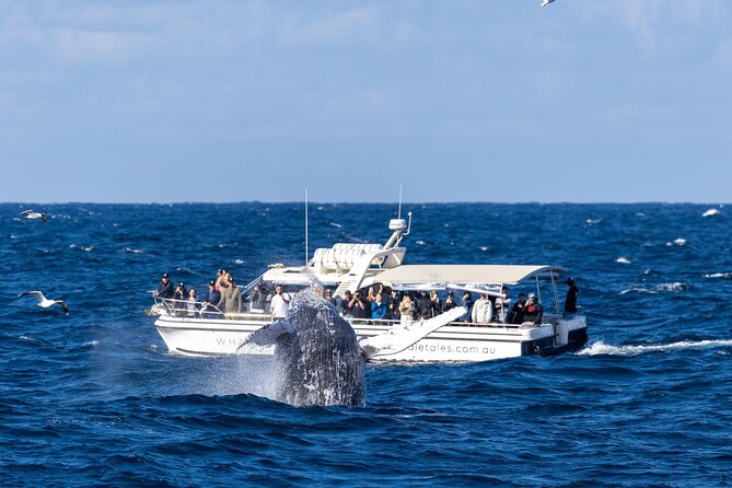 Whale Watching Boat Trip in Sydney - The whale sighting guarantee: your insurance against bad luck