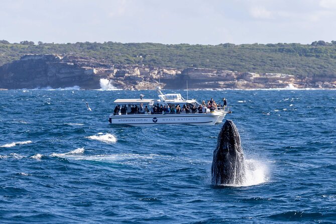 Whale Watching Boat Trip in Sydney - The onboard commentary: learning without turning it into a lecture