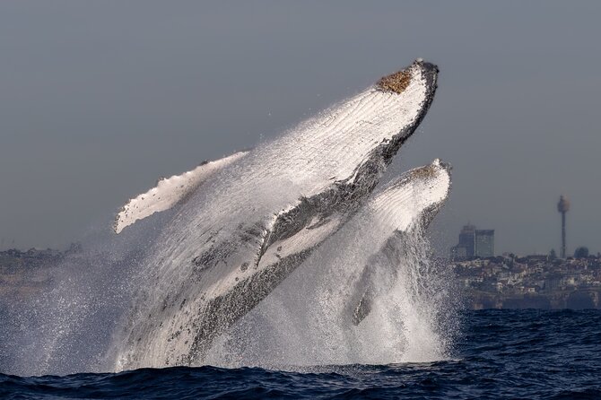 Whale Watching Boat Trip in Sydney - Comfort, motion sickness, and getting wet like a pro