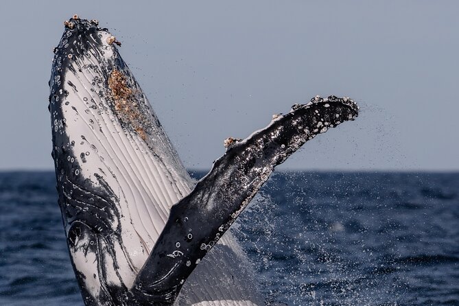 Whale Watching Boat Trip in Sydney - Stops and timing: what to watch during each stage