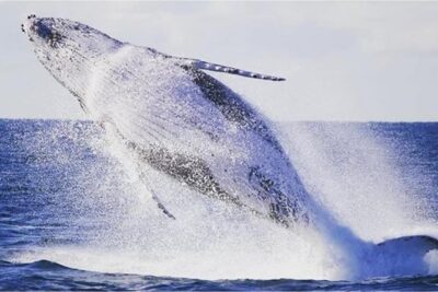 Whale Watching Sailing Experience in Sydney - The Tasman Sea hunt: May to November and what sightings can look like
