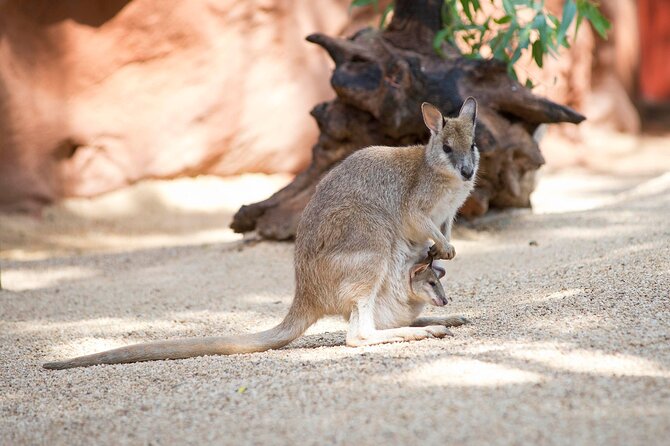 WILD LIFE Sydney Entrance Ticket - Koalas and yellow-footed wallabies: where the visit starts to feel real