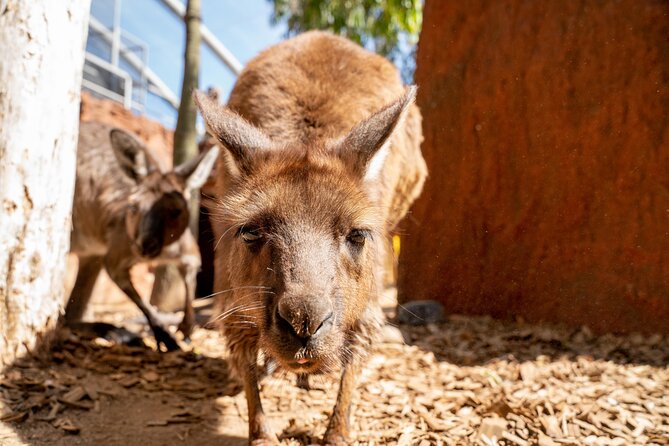 WILD LIFE Sydney Entrance Ticket - The two-story aviary and butterfly house: best for families and rainy days