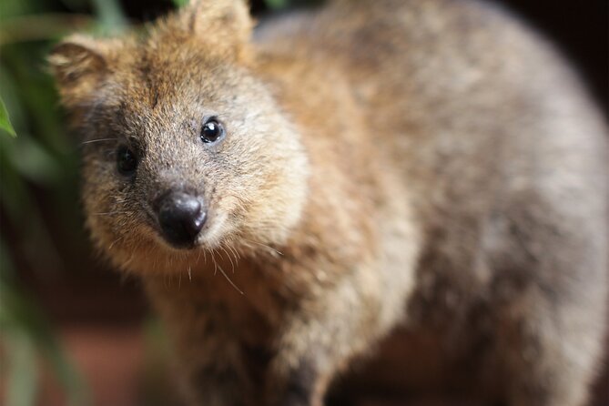 WILD LIFE Sydney Entrance Ticket - Animal talks, conservation, and how the learning fits (without taking over)