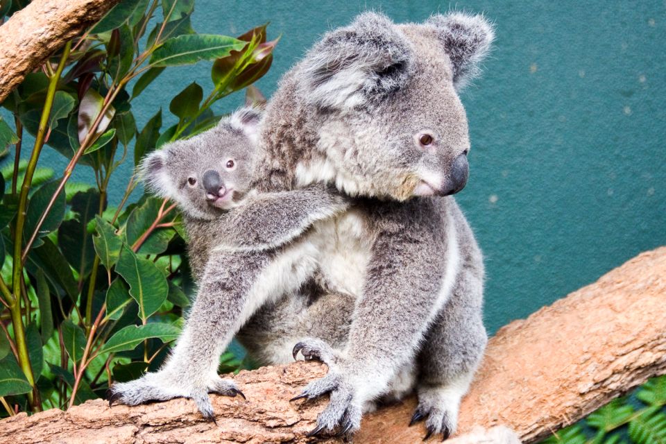 WILD LIFE Sydney Zoo - Who should book WILD LIFE Sydney Zoo?