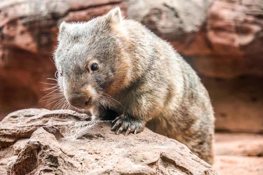 WILD LIFE Sydney Zoo - WILD LIFE Sydney Zoo in Darling Harbour: Australia in a small footprint