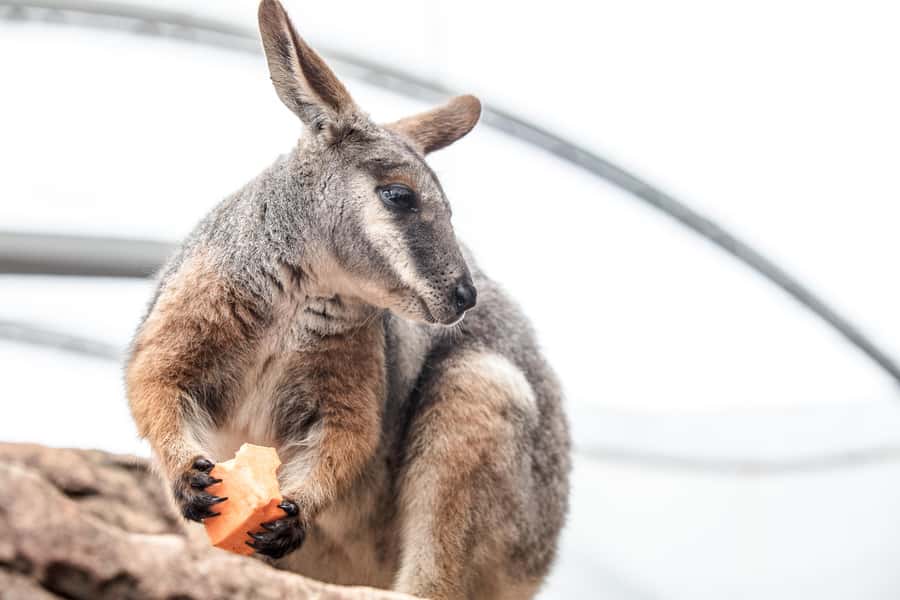 WILD LIFE Sydney Zoo - Walking through the habitat zones: Wallaby Cliffs to the Top End feel
