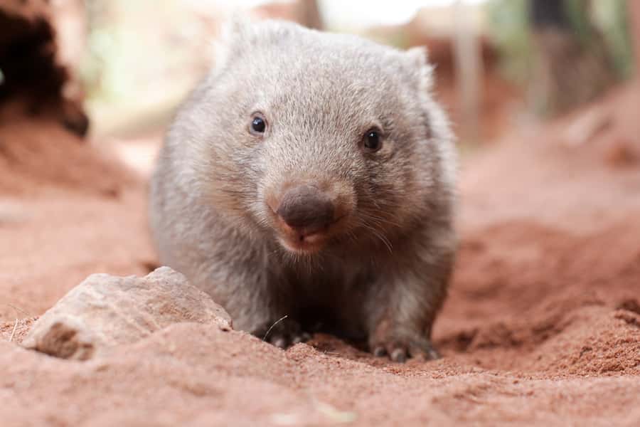 WILD LIFE Sydney Zoo - Keeper talks: how to make your visit more than sightseeing