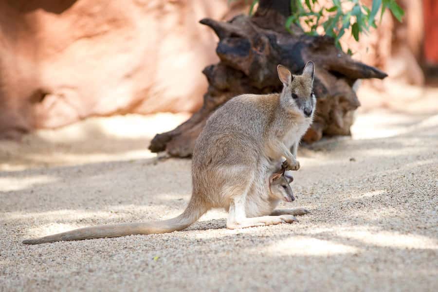 WILD LIFE Sydney Zoo - Timing and heat strategy: plan for a 10:00 AM–4:00 PM visit