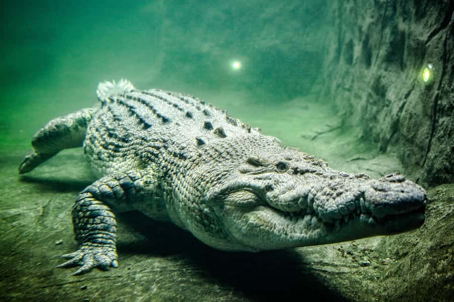 WILD LIFE Sydney Zoo - Price and value: is $27 a good deal?