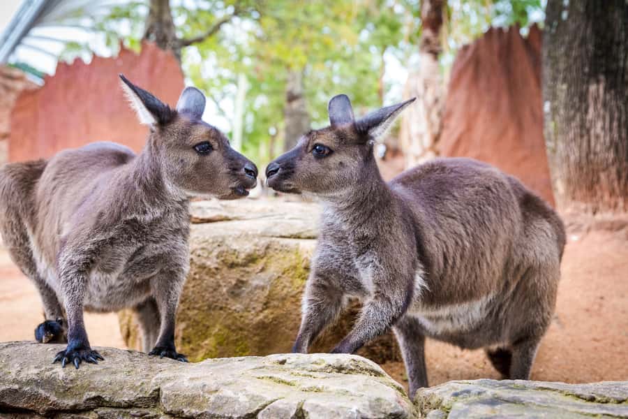 WILD LIFE Sydney Zoo - What to watch out for: crowds, extra costs, and the small practical stuff
