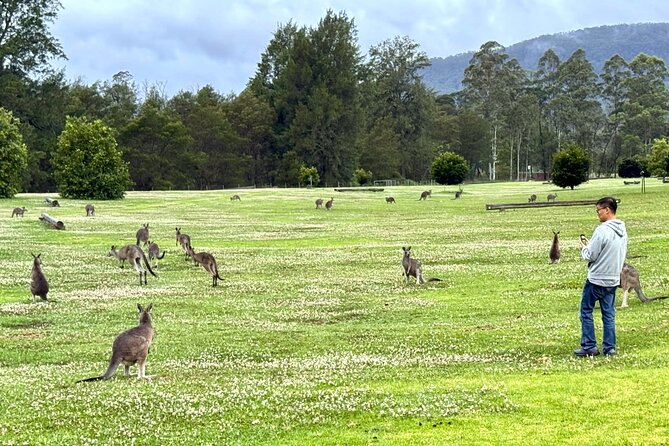 WILD Wombat and Kangaroo Day Tour, All Inclusive - Robertson Pie Shop and pub dinner: the all-inclusive food rhythm
