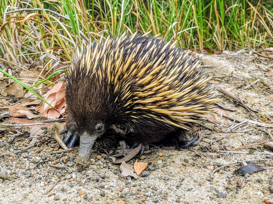 WILD Wombats and Kangaroo Experience, All Inclusive, Sydney - Morton National Park and the Sunset Dinner Stretch