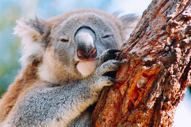 Wildlife, Waterfalls and Wine Day Tour from Sydney - Getting Out of Sydney Without Losing the Good Stuff
