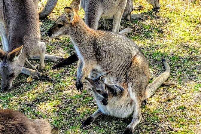 Wildlife, Waterfalls and Wine Day Tour from Sydney - Beachside Lunch: The Breather Between Parks and Wine
