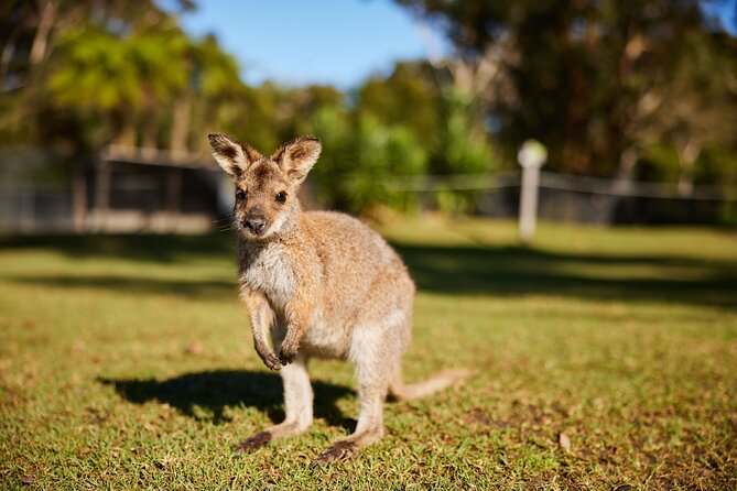 Wildlife, Waterfalls and Wine Day Tour from Sydney - Boutique Wine Tasting: A Relaxed Finale (With ID Rules)